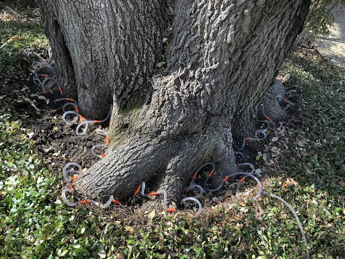 Detailed Tree Cabling and Bracing job site in Black Earth