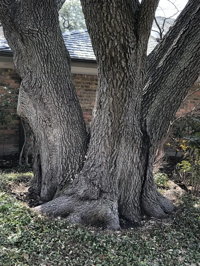 Mature heritage tree close to a Black Earth property cared for by certified arborists